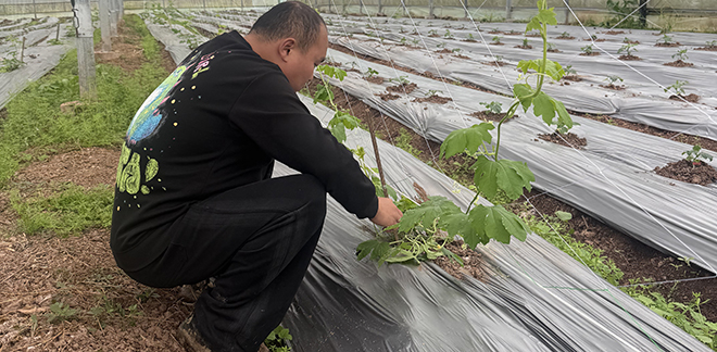 “技术男”回村当“植物翻译官”